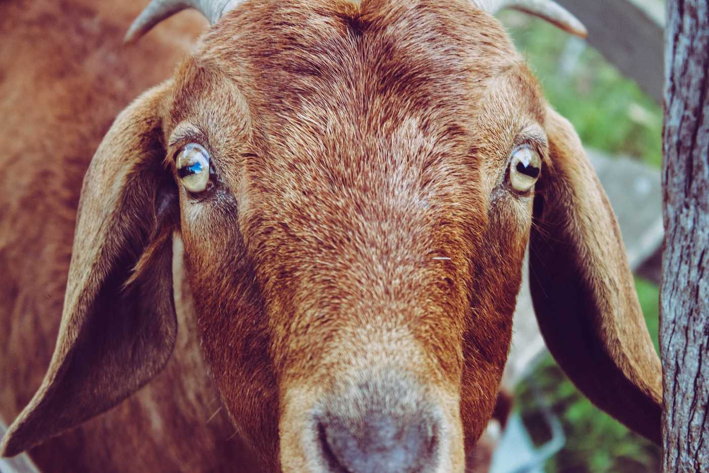 Goat